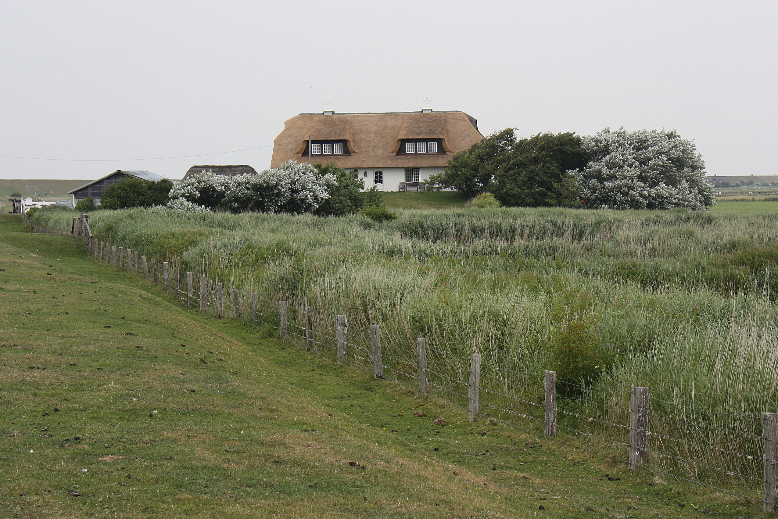 Reetdachhaus auf Pellworm