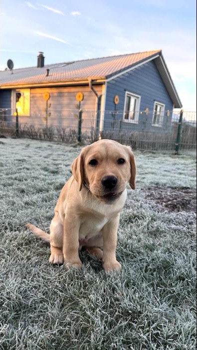 Labrador-Welpe im Garten bei Dagebüll im Raureif