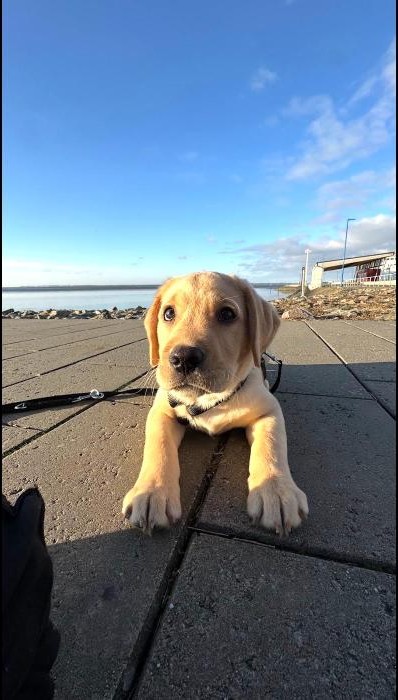 Labrador-Welpe am Kai in Dagebüll mit Blick aufs Wasser